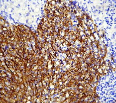 广州深达生物制品技术 创新驱动，引领生物科技新未来